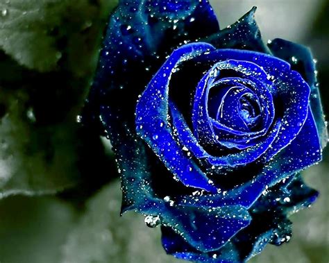 blue rose | Blue roses wallpaper, Rose wallpaper, Rose flower wallpaper