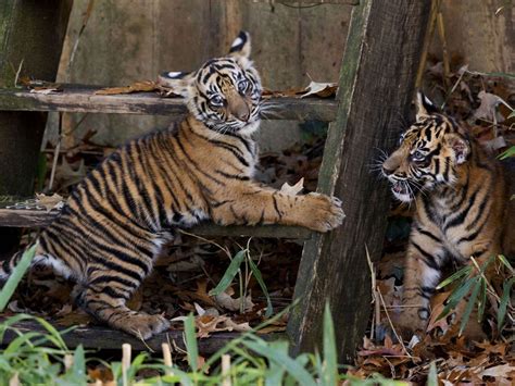 Video: Sumatran tiger cubs make first public at Smithsonian's National ...