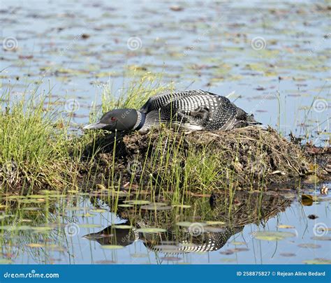 Common Loon Photo. Sitting and Guarding the Nest in the Marsh Water ...