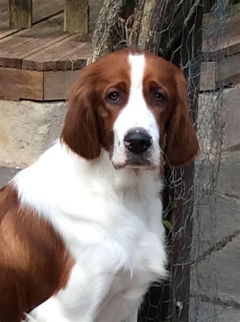 Irish Red & White Setter Puppies Due ... | Red and white setter, Setter ...