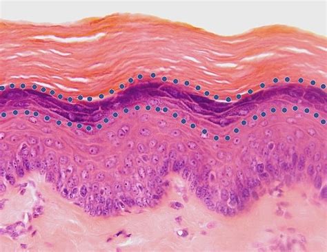 Lip Histology Labeled - Infoupdate.org