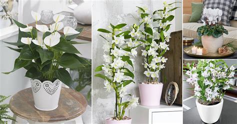 14 Best Indoor Plants With White Flowers | Indoor Garden Web