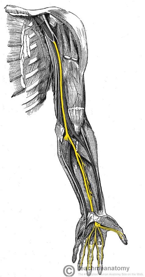 Median Nerve Distribution Median Nerve Nerve Upper Limb Anatomy | Porn ...