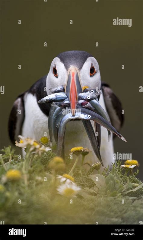 Atlantic Puffin with Sand Eels Stock Photo - Alamy