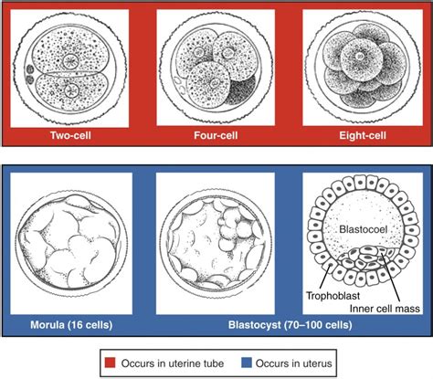 Embryonic Development | Anatomy and Physiology II