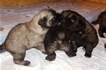 Estrela Mountain Dog Puppies for Sale from Reputable Dog Breeders