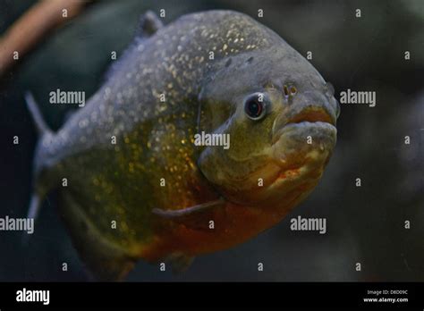 Piranha amazon hi-res stock photography and images - Alamy