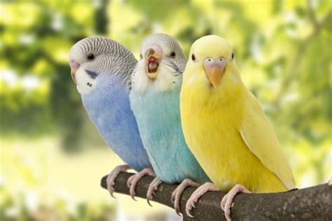 The 10 Best Types of Pet Birds | Tracy Veterinarians