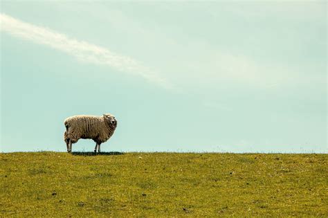 5 Surprising Lessons from the Parable of the Lost Sheep | Becoming ...