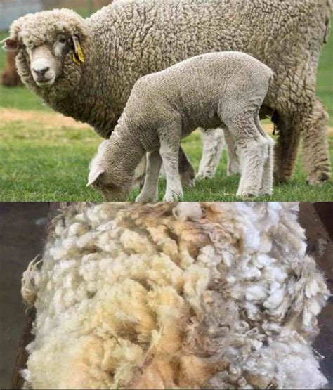 Types of Wool - Rows And Roses types of wool breeds of sheep