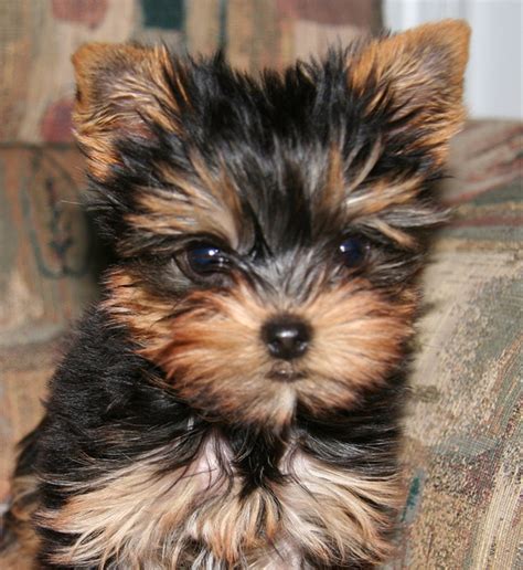 80+ Cool Dog Names for a Yorkie - PetHelpful