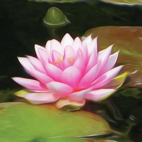 Pink Lotus Lily Flower Painting Digital Art by Safia Designs - Fine Art ...