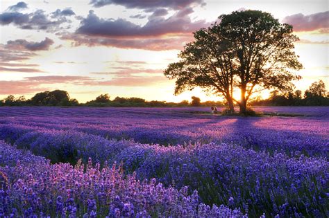 The UK's lavender fields are in full bloom. : r/pics