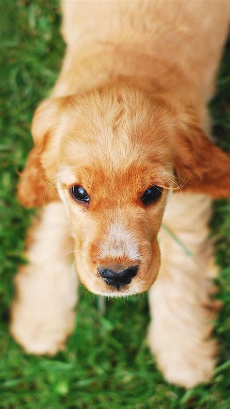 iPhone and Android Wallpapers: Cute Puppy Dog Wallpaper for iPhone and ...