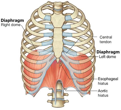 [DIAGRAM] Diagram Of Lungs And Diaphragm - MYDIAGRAM.ONLINE