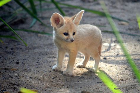 Ghost Prototype — end0skeletal: Fennec Fox Cubs via ZooBorns