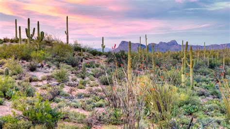 Arizona Hiking Tucson & Sonoran Desert – Lodge Based | REI Adventures