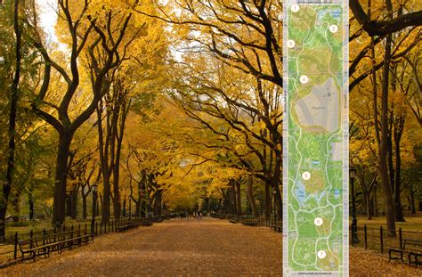 The best places in Central Park to see fall foliage | 6sqft