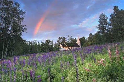 Sugar Hill Lupine Festival | June's Must-See Event in NH - New England ...