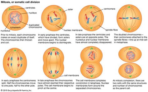 Cell - Cell division and growth | Britannica.com