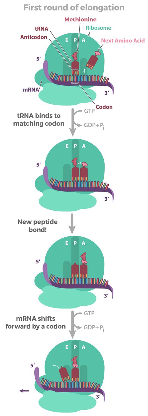 15. Elaborate how proteins' initiation, elongation, and termination ...