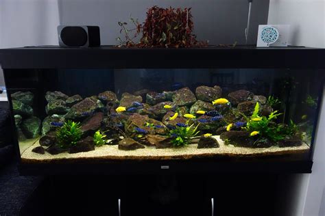 Homemade Fish Tank Decoration Ideas Awesome Peacock Cichlid Aquarium ...