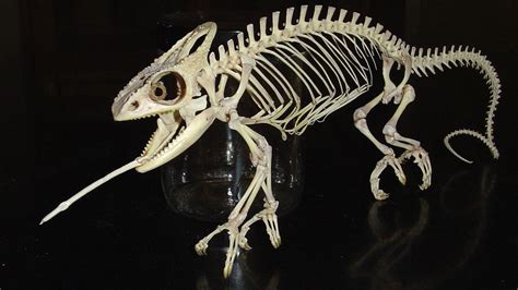 chameleon skeleton | Animal skeletons, Animal skulls, Animal bones