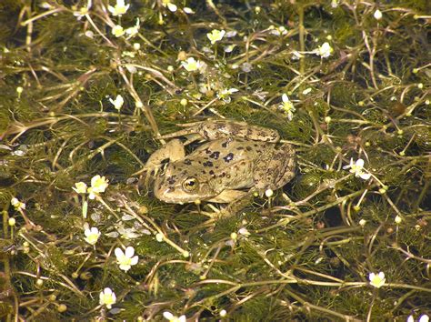 Columbia spotted frog ecos photo | FWS.gov