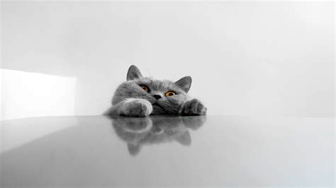 Cat Wallpapers and Screensavers (75+ images)