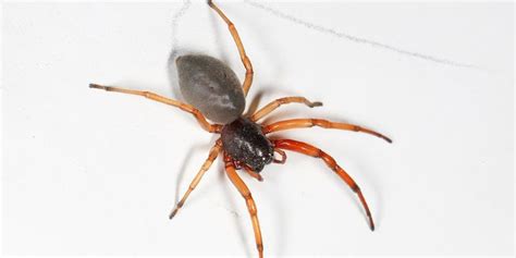 8 Poisonous Spiders in Pennsylvania | Identification, Risk