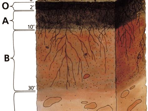 The Impact of soil on Agriculture (Design a Farm) | Teaching Resources