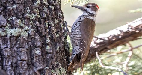 Arizona Woodpecker Identification, All About Birds, Cornell Lab of ...