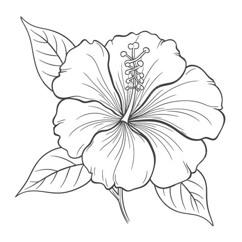 Drawing Of An Outline Hibiscus Flower Coloring Pages Sketch Vector ...