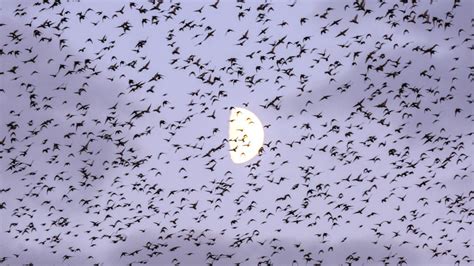 Murmurations: What Are Those Swirling Groups Of Birds?