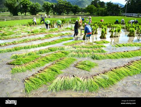 thailand farmer work in a rice plantation Stock Photo - Alamy