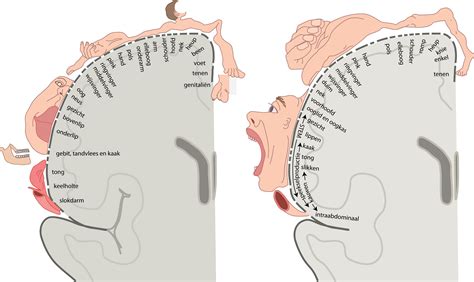 Slagter - Drawing Cortical motor and sensory homunculus - Dutch labels ...