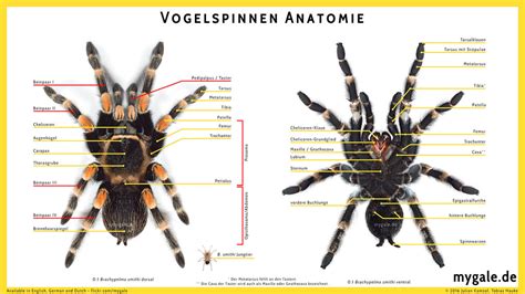 Tarantula Anatomy - Poster | Arachnoboards