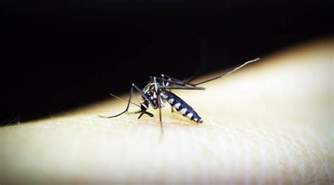 Know how malaria affects children, its symptoms and preventing the ...