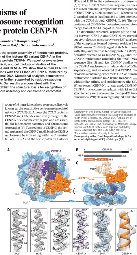 Structure of the human CENP-N/ CENP-A nucleosome complex. (A) Cryo-EM ...