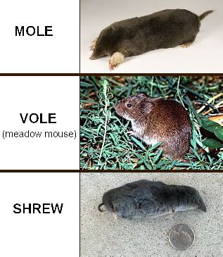 Differences Between Moles, Voles and Shrews - deBugged | Mole, Garden ...