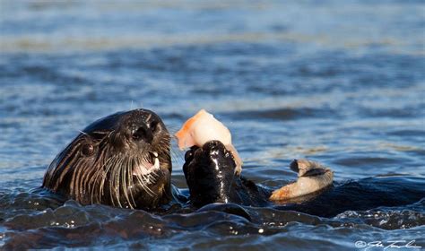 Sea otter with clam [IMAGE] | EurekAlert! Science News Releases