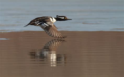 Hooded Merganser Facts, Habitat, Diet, Life Cycle, Baby, Pictures