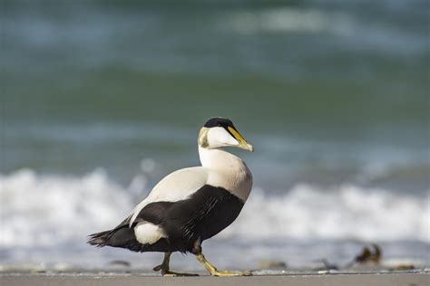 20 Species of Ducks in Alaska: The Land of Waterfowl