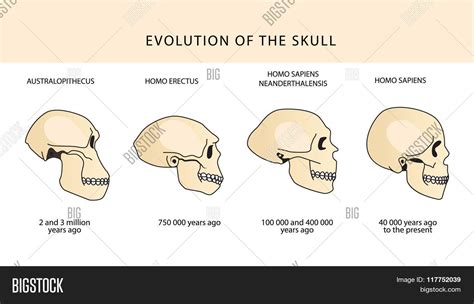 Human Evolution Skull Text Dating Vector & Photo | Bigstock