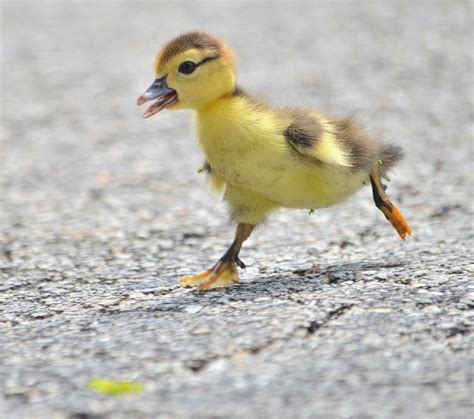 On the run 2! by Isaac S on 500px | Animals beautiful, Pet birds, Cute ...