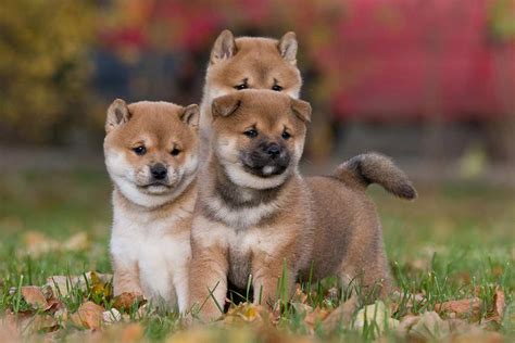 Meet the Shiba Inu!