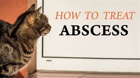 Cat Abscess Treatment Information and Guide