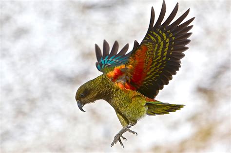 Kea Parrot in the Mountains - Kea Parrot in New Zealand's Southern Alps ...