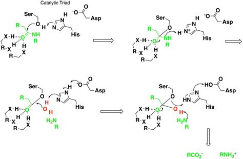 Serine Protease Inhibitors | Cambridge MedChem Consulting