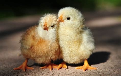 Free download Baby Chicks HD Wallpapers Download Free Desktop Wallpaper ...